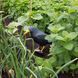 Ворон для відлякування птахів Springos GA0131 GA0131 фото 10