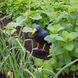 Ворон для відлякування птахів Springos GA0131 GA0131 фото 6